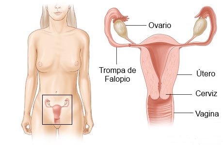 anatomia del dolor de ovarios